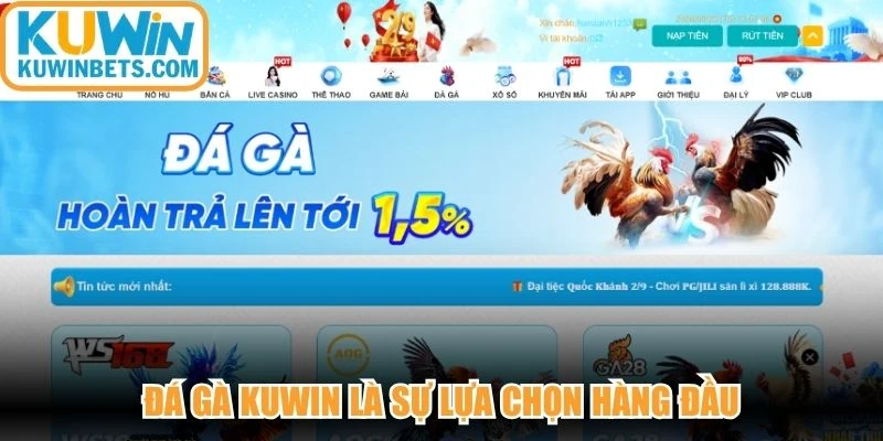 Đá gà KUWIN là sự lựa chọn hàng đầu cho những ai đam mê bộ môn chọi gà