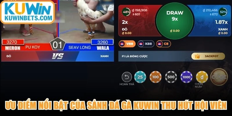 Ưu điểm nổi bật của sảnh đá gà KUWIN thu hút nhiều hội viên